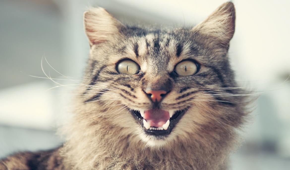 Epilepsie bei Katzen: das sollten Katzenbesitzer wissen